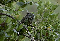 MASM01923 Iguana iguana.jpg