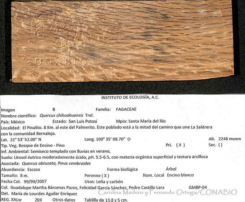 CMyFO%2000144%20Quercus%20chihuahuensis.JPG.rieZsL71MVHzPddhQA3g0JtbmFja29CbnFuZ3NAbXJ6LGtwZwA.3ZFPAHXCD8