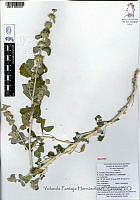 YPH2078 Marrubium vulgare.jpg