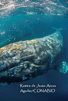 MN6FS 0061 Eschrichtiidae.jpg