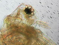 HE009 R 0157 Moina micrura.jpg
