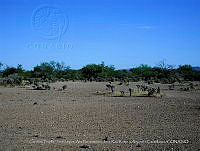 LI005 0188 Suelo desnudo, Cylindropuntia fulgida.jpg