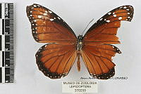 JF018 0370 Danaus eresimus montezuma.jpg