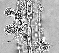 KT016 0005 Chamaecalyx sp..jpg