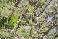 RTF0013 Calothorax lucifer.jpg