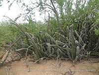 LI005 0105 Bursera laxiflora, Stenocereus thurberi.jpg