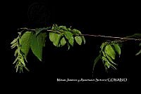 ME010 MJyAS 0106  Carpinus tropicalis (Donn. Sm.) Lundell, 1939.JPG