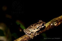 OJL017 Smilisca baudinii.jpg