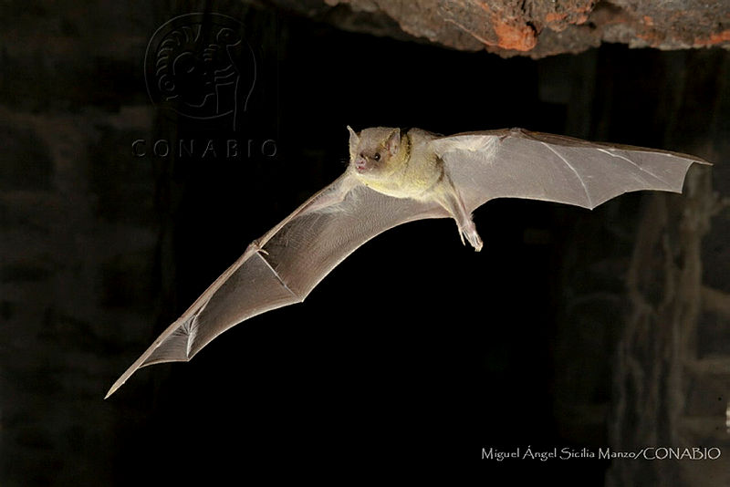 MASM08112%20Choeronycteris%20mexicana.jpg.kCfVzv Ma07c thQA3g0JtbmFja29CbnFuZ3NAbXJ6LGtwZwA.Zpy 6XVJQ