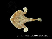 CICIMAR0561 Zalieutes elater.jpg