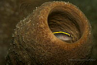 IDG1733 Elacatinus randalli.jpg