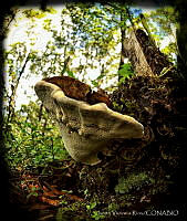 YVR001 Agaricomycetes.jpg