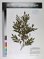 JAdNV0521 Fraxinus dubia.JPG