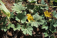 JL0011 Cucurbita sp..jpg