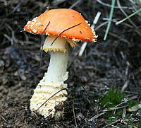 EPS0004 Amanita muscaria flavivolvata.JPG