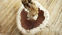 ZG007 0106 Agaricus bisporus.jpg