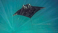CCR 002 Mobula birostris.jpg