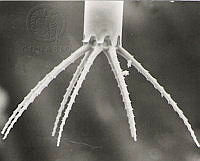 DUHB0043 Bacteriastrum elongatum.png