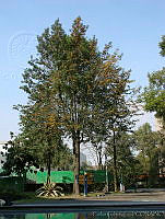 CGL1126 Grevillea robusta.jpg