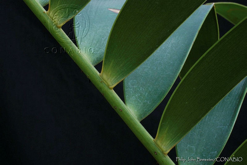 PJB0040%20Ceratozamia%20latifolia.jpg.nyefzoD1Mf0ntSVhQA3g0JtbmFja29CbnFuZ3NAbXJ6LGtwZwA.29ptHtI GU