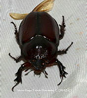 VHTH029 Enema endymion.JPG