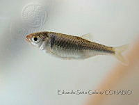 ESG019 Cyprinella lutrensis.JPG