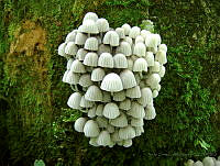 VOCM02 Coprinellus disseminatus.jpg