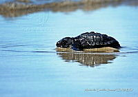 NBA 241 Lepidochelys olivacea.jpg