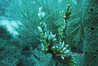 NE018 0957 Acropora cervicornis.jpg