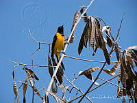 CGL3516 Icterus cucullatus.jpg
