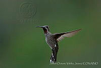 SOVJ0001 Heliomaster constantii.jpg