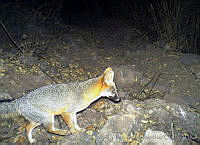 AIVH0044 Urocyon cinereoargenteus.jpg