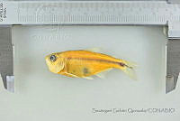 SGQ3245 Astyanax aeneus.jpg