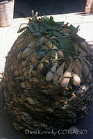 DK1716 Zea mays.jpg