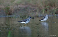 MGaves 2710 Tringa melanoleuca.jpg