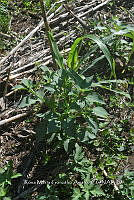 SG019 0381 Solanum nigrum.jpg