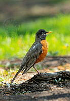 SM0656 Turdus migratorius.jpg