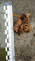 PJ016 0504 Urocyon cinereoargenteus.JPG