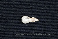 VMS-CD0266 Cryptotis parva.JPG