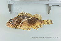 SGQ0795 Scorpaena mystes.jpg