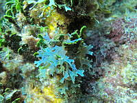BDP0145 Dictyota sp..jpg