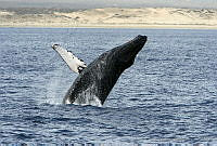 CNS0551 Megaptera novaeangliae.jpg