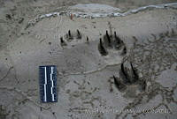 MASM01852 Canis latrans.jpg