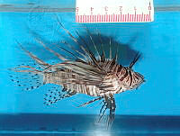FMZ 0102 Pterois volitans.JPG
