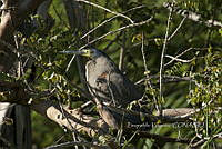 HJ6- 0160- Tigrisoma mexicanum.jpg