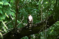 NCCM 007 Accipiter cooperii.jpeg
