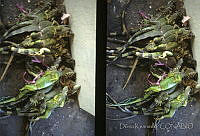 DK0244 Iguana iguana.jpg