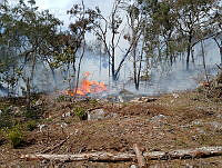 XR003 008 Invendio forestal en RB Sierra Tecuani.jpeg