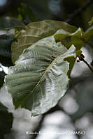 RRR0784 Quercus magnoliifolia.jpg