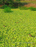 TE001 0177 Hábitat Caiman crocodilus.jpg